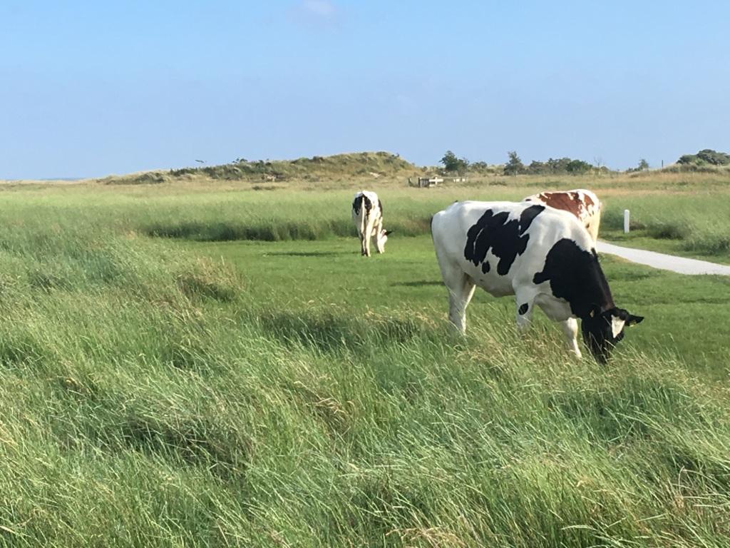 Nederland - Schiermonnikoog - Nederlandse koeien