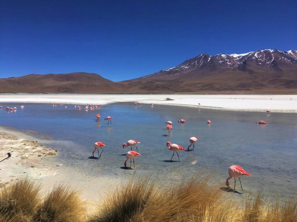 Bolivia - Uyuni - Flamingos